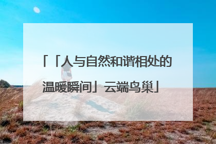 「人与自然和谐相处的温暖瞬间」云端鸟巢