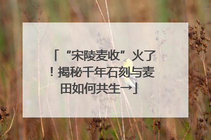 “宋陵麦收”火了！揭秘千年石刻与麦田如何共生→