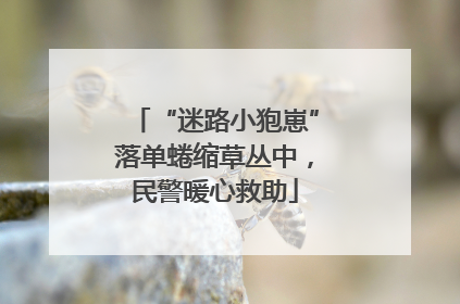 “迷路小狍崽”落单蜷缩草丛中，民警暖心救助