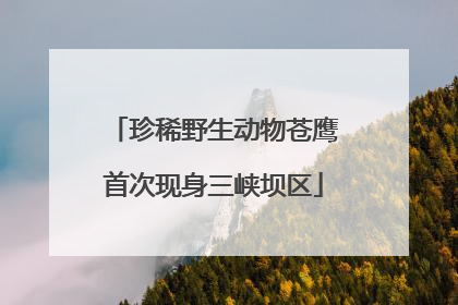 珍稀野生动物苍鹰首次现身三峡坝区