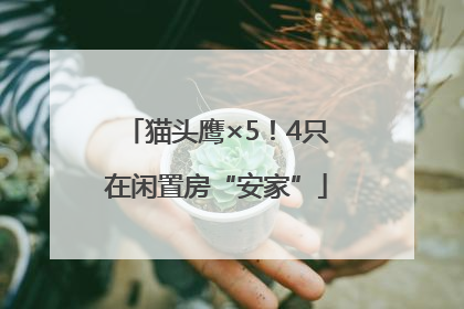 猫头鹰×5！4只在闲置房“安家”