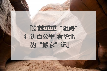 穿越重重“阻碍”行进百公里 看华北豹“搬家”记