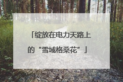 绽放在电力天路上的“雪域格桑花”