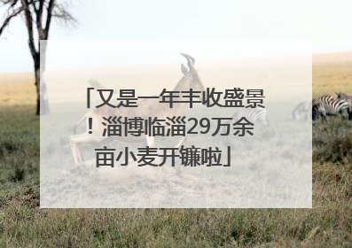又是一年丰收盛景！淄博临淄29万余亩小麦开镰啦