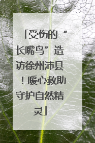 受伤的“长嘴鸟”造访徐州沛县！暖心救助守护自然精灵