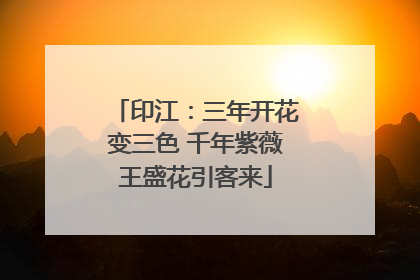 印江：三年开花变三色 千年紫薇王盛花引客来
