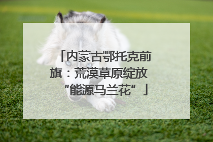 内蒙古鄂托克前旗：荒漠草原绽放“能源马兰花”