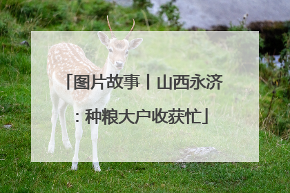 图片故事丨山西永济：种粮大户收获忙