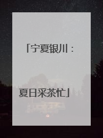 宁夏银川：夏日采茶忙
