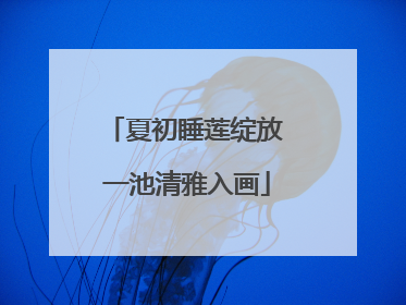 夏初睡莲绽放 一池清雅入画