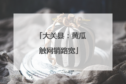 大关县：黄瓜触网销路宽