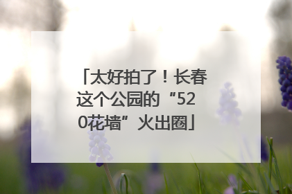 太好拍了！长春这个公园的“520花墙”火出圈