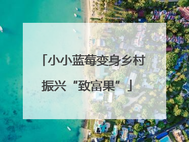 小小蓝莓变身乡村振兴“致富果”