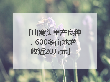 山窝头里产良种，600多亩地增收近20万元
