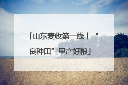 山东麦收第一线丨“良种田”里产好粮