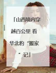 山西境内穿越百公里 看华北豹“搬家”记
