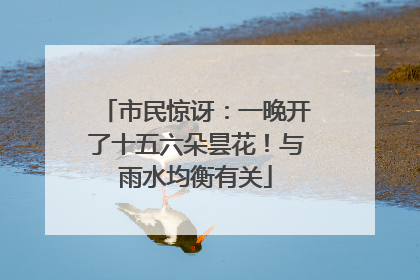 市民惊讶：一晚开了十五六朵昙花！与雨水均衡有关