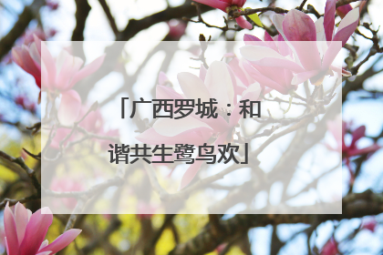 广西罗城：和谐共生鹭鸟欢