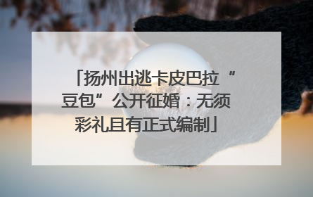 扬州出逃卡皮巴拉“豆包”公开征婚：无须彩礼且有正式编制
