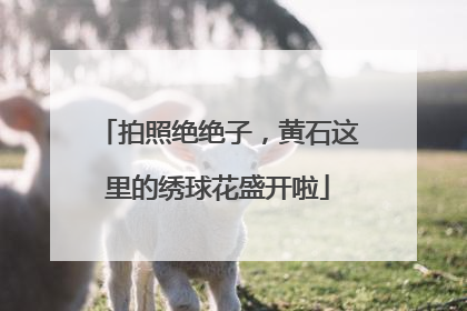 拍照绝绝子，黄石这里的绣球花盛开啦