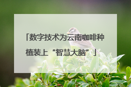 数字技术为云南咖啡种植装上“智慧大脑”