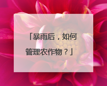 暴雨后，如何管理农作物？