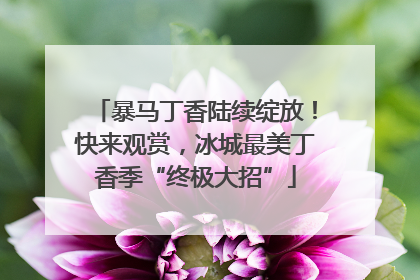 暴马丁香陆续绽放！快来观赏，冰城最美丁香季“终极大招”