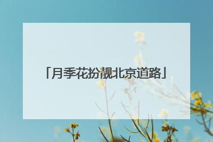 月季花扮靓北京道路