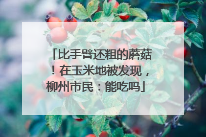 比手臂还粗的蘑菇！在玉米地被发现，柳州市民：能吃吗