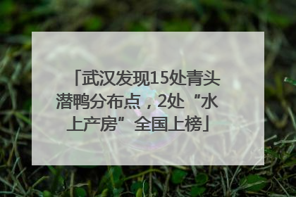 武汉发现15处青头潜鸭分布点，2处“水上产房”全国上榜