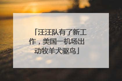 汪汪队有了新工作，美国一机场出动牧羊犬驱鸟