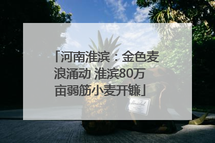 河南淮滨：金色麦浪涌动 淮滨80万亩弱筋小麦开镰