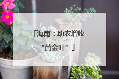 海南：助农增收 “黄金叶”