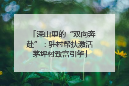 深山里的“双向奔赴”：驻村帮扶激活茅坪村致富引擎