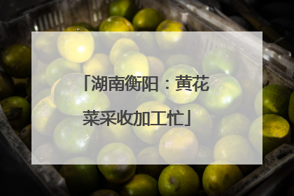 湖南衡阳：黄花菜采收加工忙