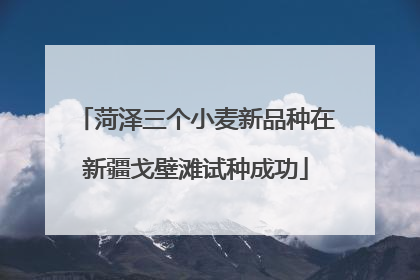菏泽三个小麦新品种在新疆戈壁滩试种成功