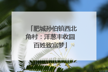 肥城孙伯镇西北角村：洋葱丰收圆百姓致富梦