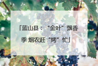 蓝山县：“金叶”飘香季 烟农赶“烤”忙