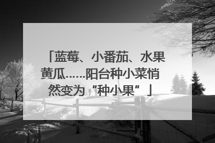 蓝莓、小番茄、水果黄瓜……阳台种小菜悄然变为“种小果”