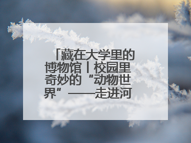 藏在大学里的博物馆丨校园里奇妙的“动物世界”——走进河北大学博物馆