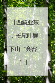西藏亚东：长尾叶猴下山“会客”