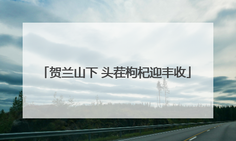 贺兰山下 头茬枸杞迎丰收