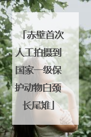 赤壁首次人工拍摄到国家一级保护动物白颈长尾雉