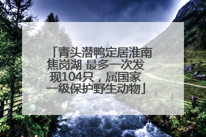 青头潜鸭定居淮南焦岗湖 最多一次发现104只，属国家一级保护野生动物