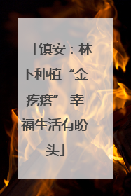 镇安：林下种植“金疙瘩” 幸福生活有盼头