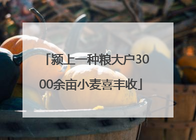 颍上一种粮大户3000余亩小麦喜丰收