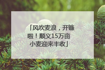 风吹麦浪，开镰啦！顺义15万亩小麦迎来丰收