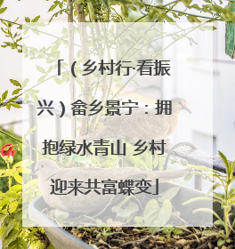 （乡村行·看振兴）畲乡景宁：拥抱绿水青山 乡村迎来共富蝶变