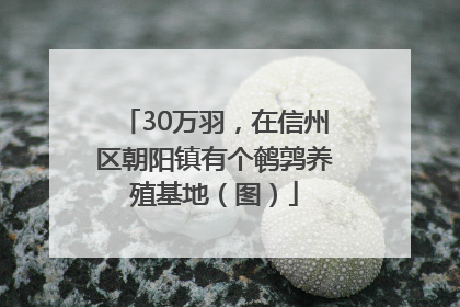 30万羽，在信州区朝阳镇有个鹌鹑养殖基地（图）
