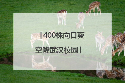 400株向日葵空降武汉校园